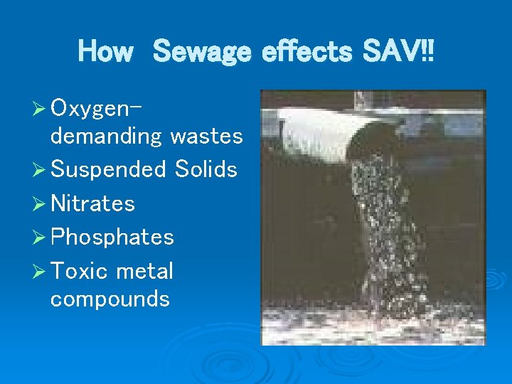 How Sewage effects SAV!! Ø Oxygen- demanding wastes Ø Suspended Solids Ø Nitrates Ø