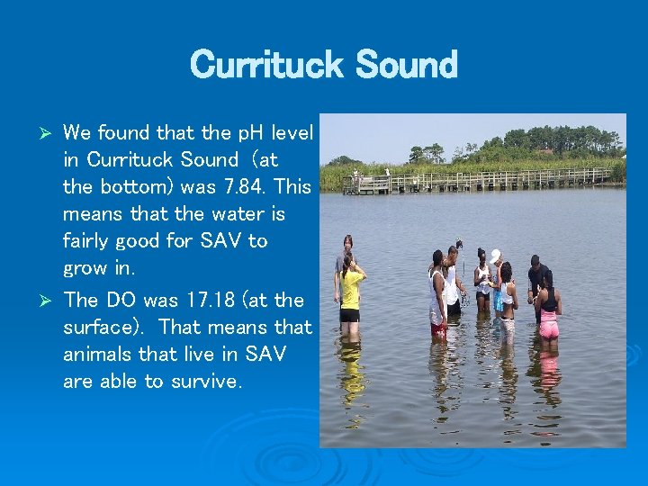 Currituck Sound We found that the p. H level in Currituck Sound (at the