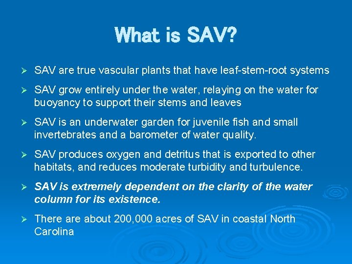 What is SAV? Ø SAV are true vascular plants that have leaf-stem-root systems Ø