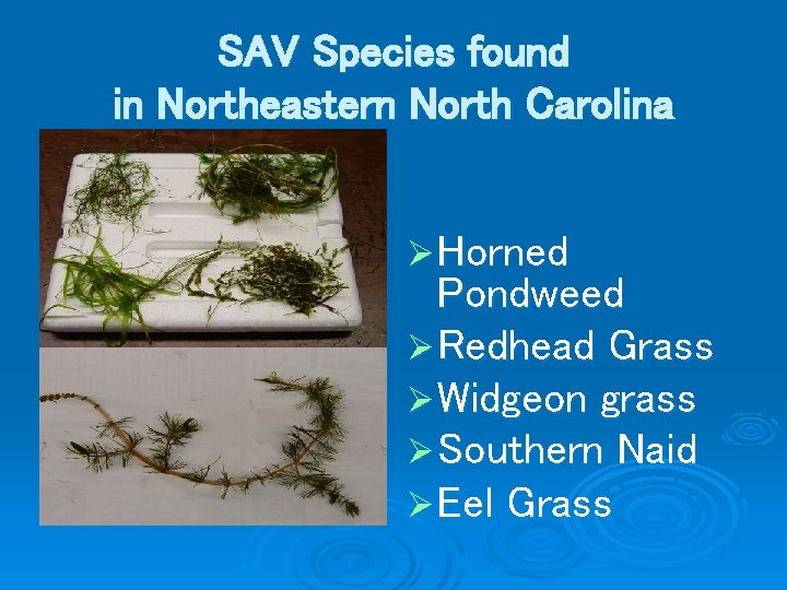 SAV Species found in Northeastern North Carolina Ø Horned Pondweed Ø Redhead Grass Ø