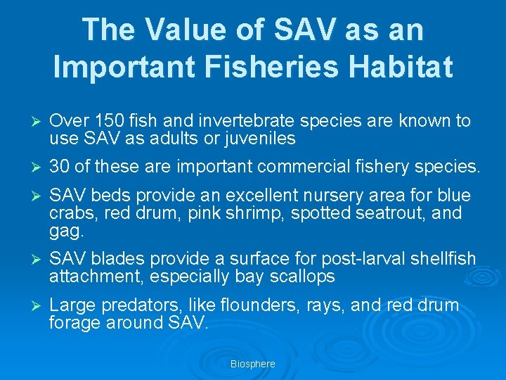 The Value of SAV as an Important Fisheries Habitat Ø Over 150 fish and