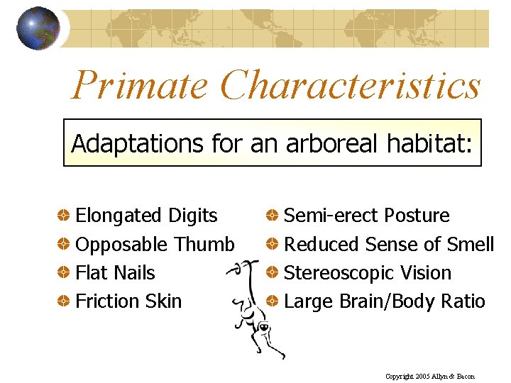 Primate Characteristics Adaptations for an arboreal habitat: Elongated Digits Opposable Thumb Flat Nails Friction