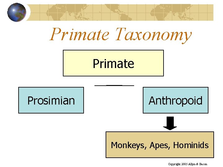 Primate Taxonomy Primate Prosimian Anthropoid Monkeys, Apes, Hominids Copyright 2005 Allyn & Bacon 