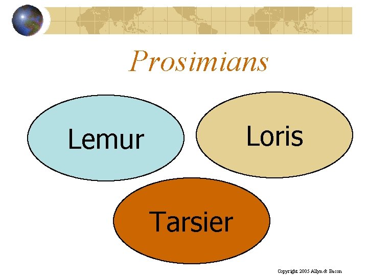 Prosimians Loris Lemur Tarsier Copyright 2005 Allyn & Bacon 