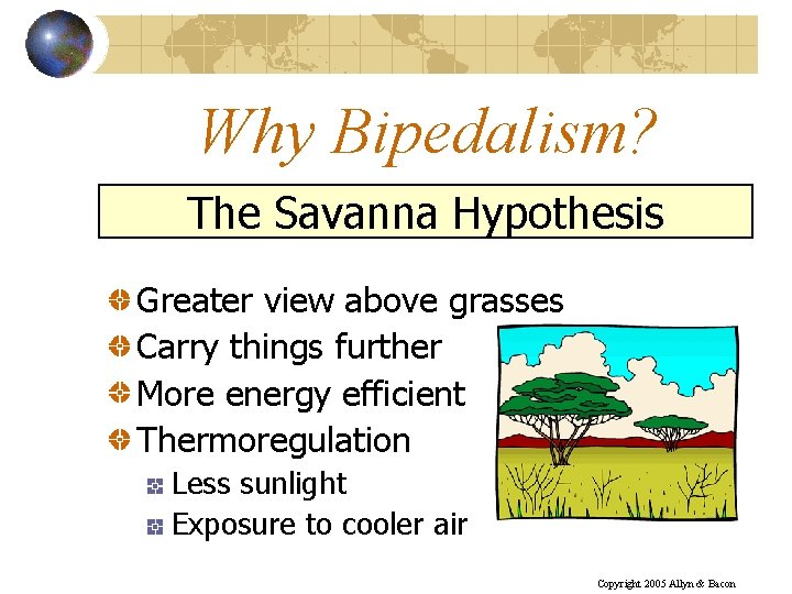 Why Bipedalism? The Savanna Hypothesis Greater view above grasses Carry things further More energy