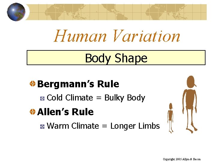 Human Variation Body Shape Bergmann’s Rule Cold Climate = Bulky Body Allen’s Rule Warm