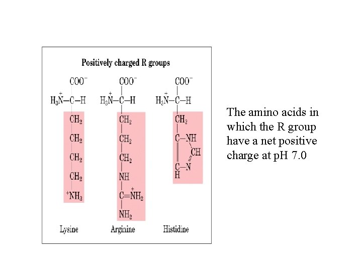 The amino acids in which the R group have a net positive charge at