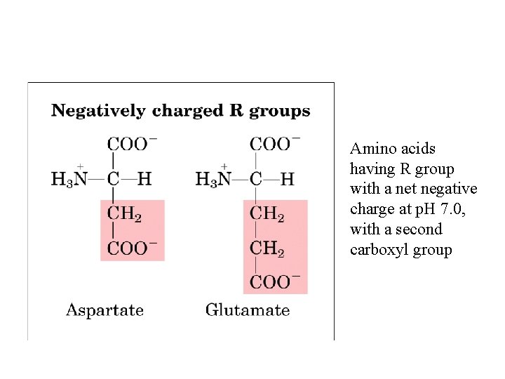 Amino acids having R group with a net negative charge at p. H 7.