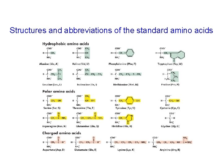 Structures and abbreviations of the standard amino acids 