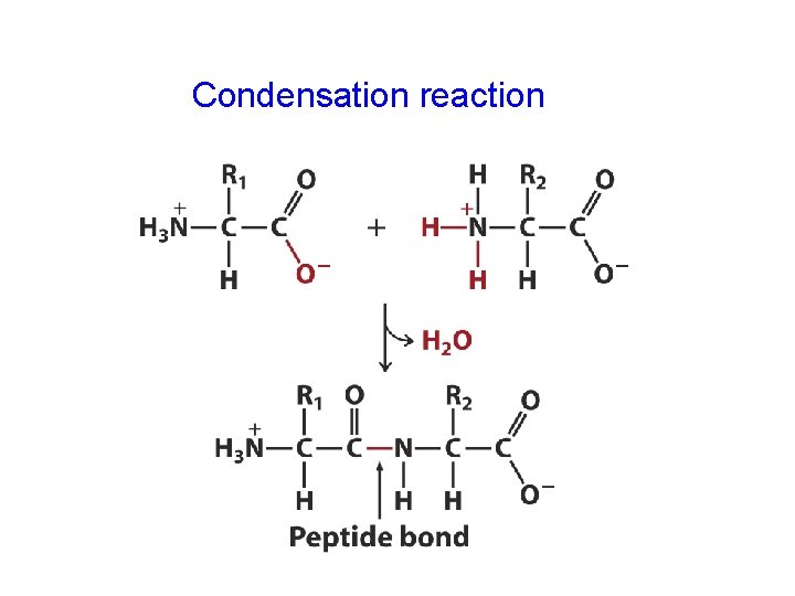 Condensation reaction 