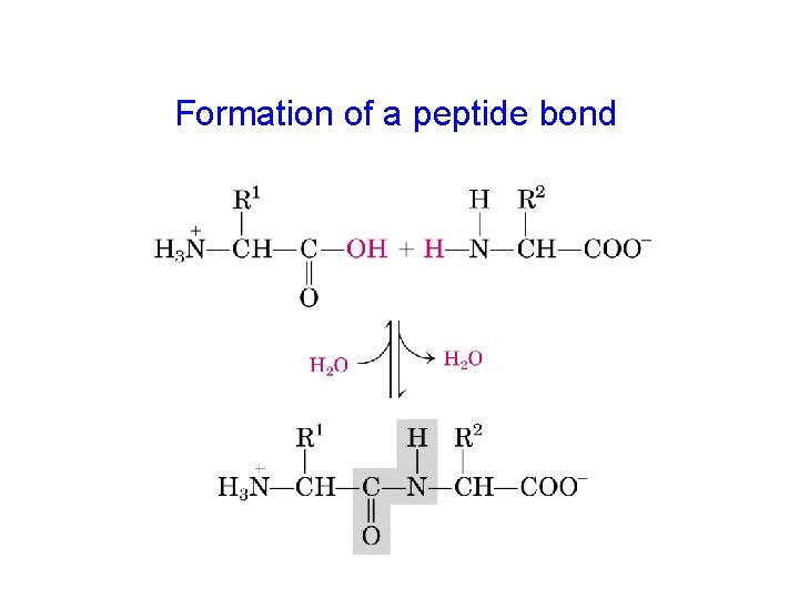 Formation of a peptide bond 