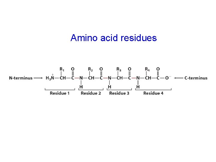 Amino acid residues 