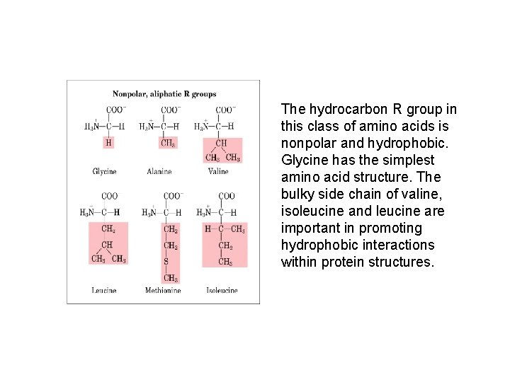 The hydrocarbon R group in this class of amino acids is nonpolar and hydrophobic.