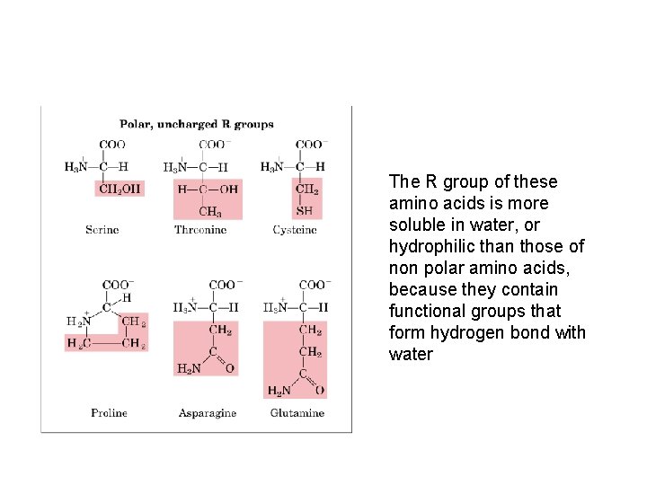 The R group of these amino acids is more soluble in water, or hydrophilic