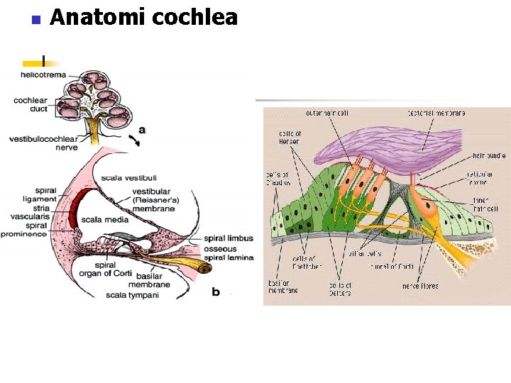 n Anatomi cochlea 