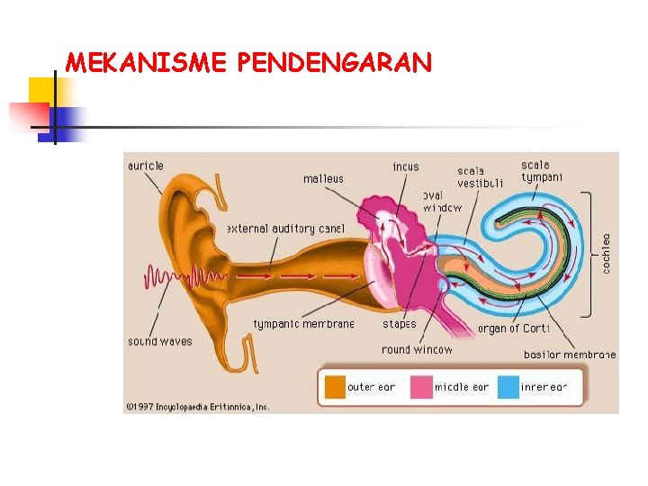 MEKANISME PENDENGARAN 