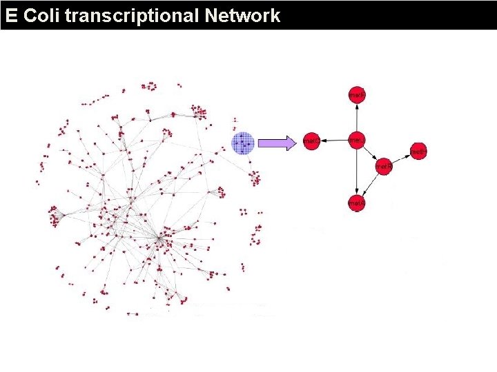 E Coli transcriptional Network 