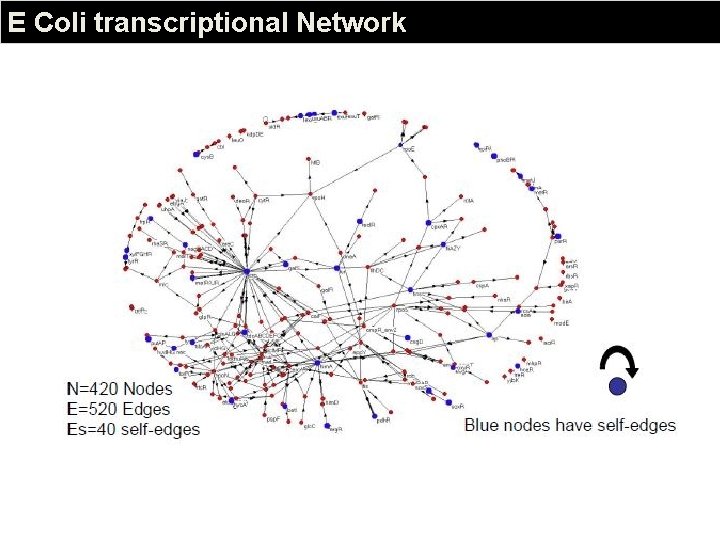 E Coli transcriptional Network 
