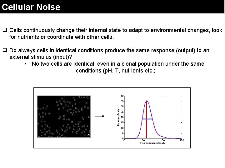 Cellular Noise q Cells continuously change their internal state to adapt to environmental changes,