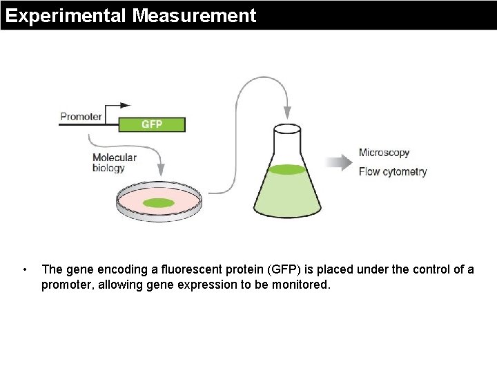 Experimental Measurement • The gene encoding a fluorescent protein (GFP) is placed under the