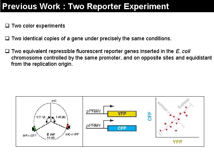 Previous Work : Two Reporter Experiment q Two color experiments q Two identical copies