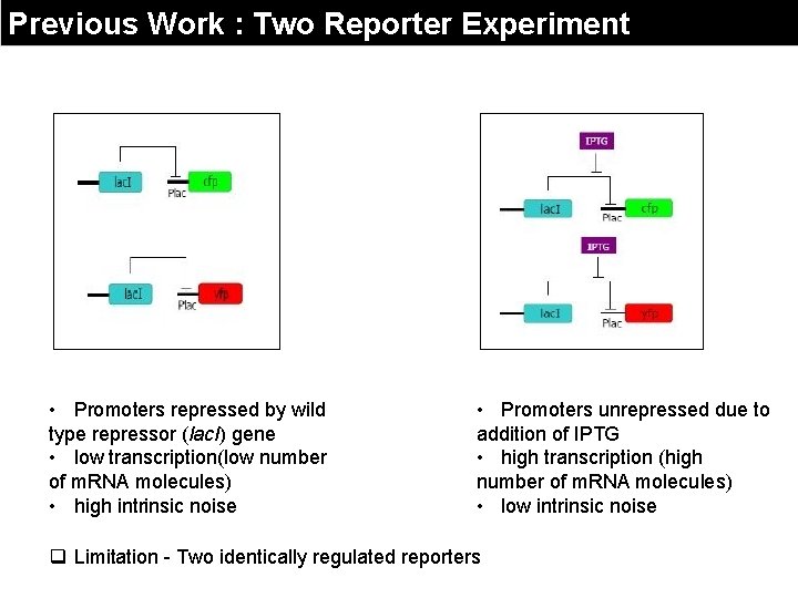 Previous Work : Two Reporter Experiment • Promoters repressed by wild type repressor (lac.