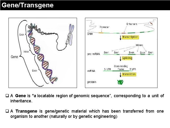 Gene/Transgene q A Gene is "a locatable region of genomic sequence”, corresponding to a