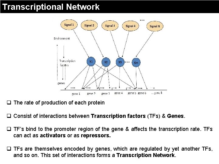 Transcriptional Network q The rate of production of each protein q Consist of interactions