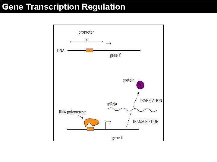 Gene Transcription Regulation 