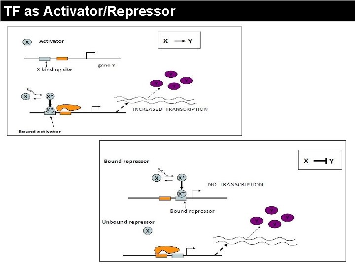 TF as Activator/Repressor 