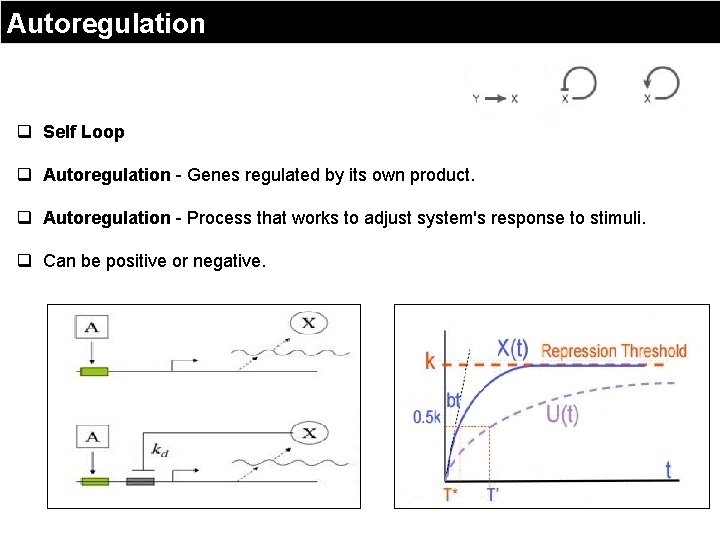 Autoregulation q Self Loop q Autoregulation - Genes regulated by its own product. q