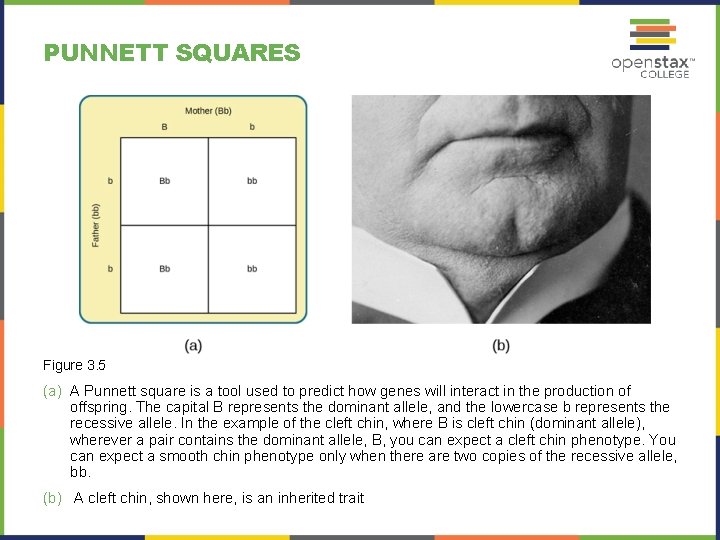 PUNNETT SQUARES Figure 3. 5 (a) A Punnett square is a tool used to