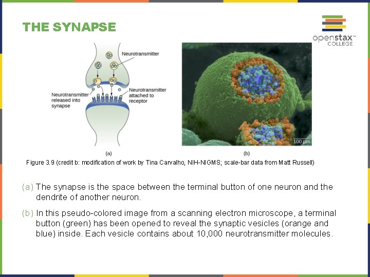 THE SYNAPSE Figure 3. 9 (credit b: modification of work by Tina Carvalho, NIH-NIGMS;