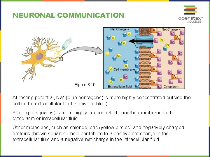 NEURONAL COMMUNICATION Figure 3. 10 At resting potential, Na+ (blue pentagons) is more highly