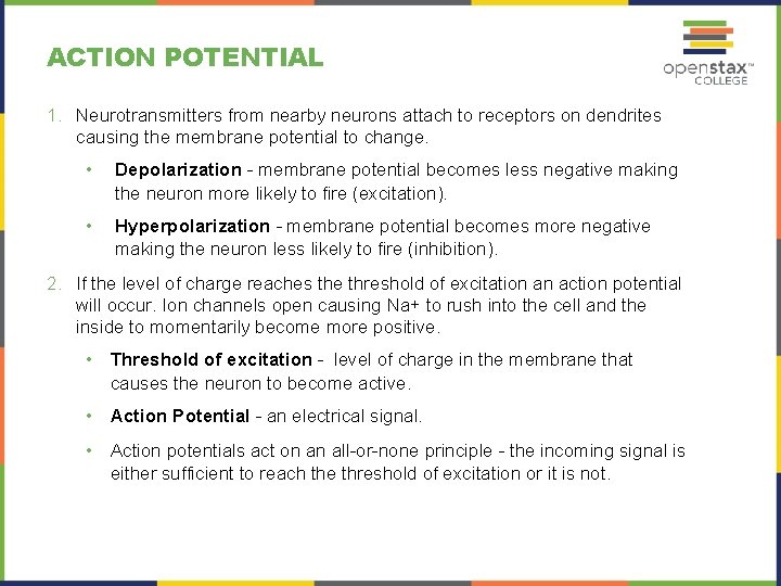 ACTION POTENTIAL 1. Neurotransmitters from nearby neurons attach to receptors on dendrites causing the