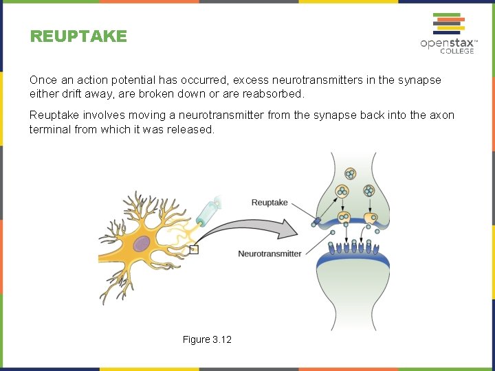 REUPTAKE Once an action potential has occurred, excess neurotransmitters in the synapse either drift