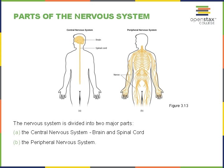 PARTS OF THE NERVOUS SYSTEM Figure 3. 13 The nervous system is divided into
