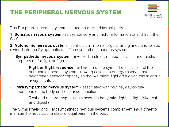 THE PERIPHERAL NERVOUS SYSTEM The Peripheral nervous system is made up of two different