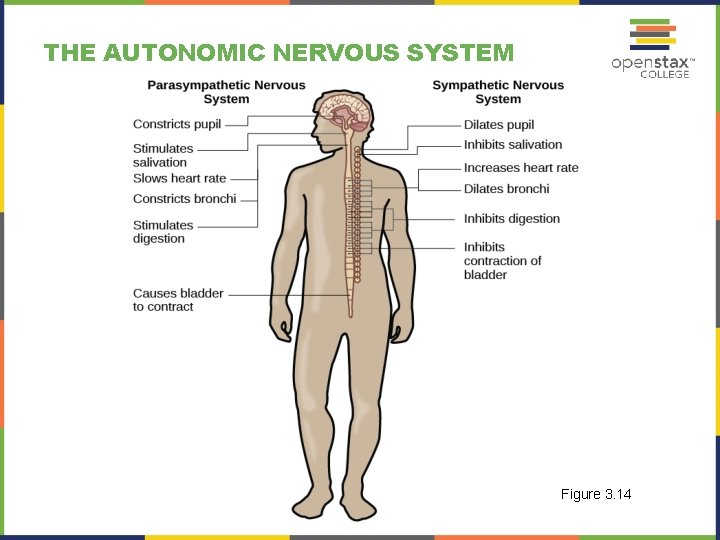 THE AUTONOMIC NERVOUS SYSTEM Figure 3. 14 