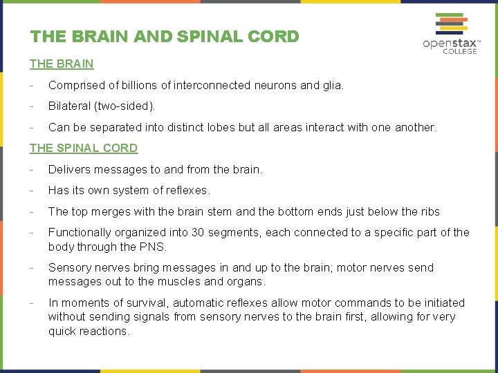 THE BRAIN AND SPINAL CORD THE BRAIN - Comprised of billions of interconnected neurons