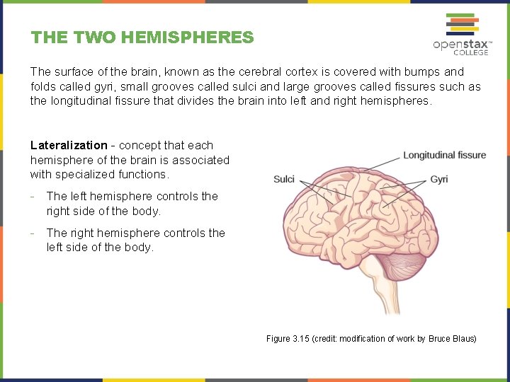 THE TWO HEMISPHERES The surface of the brain, known as the cerebral cortex is