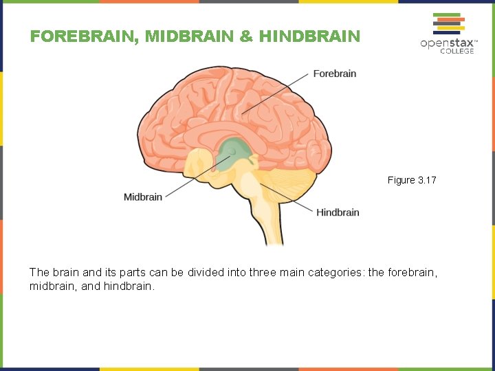 FOREBRAIN, MIDBRAIN & HINDBRAIN Figure 3. 17 The brain and its parts can be