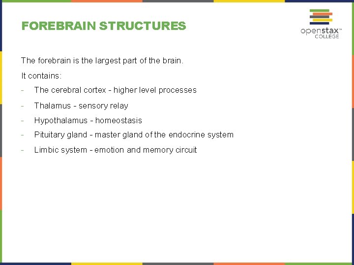 FOREBRAIN STRUCTURES The forebrain is the largest part of the brain. It contains: -