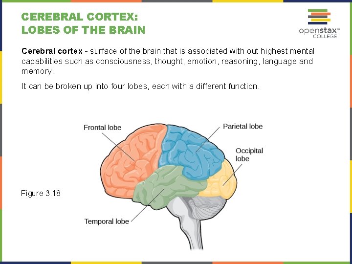 CEREBRAL CORTEX: LOBES OF THE BRAIN Cerebral cortex - surface of the brain that