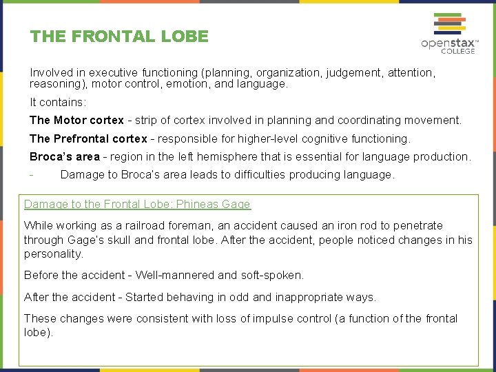 THE FRONTAL LOBE Involved in executive functioning (planning, organization, judgement, attention, reasoning), motor control,