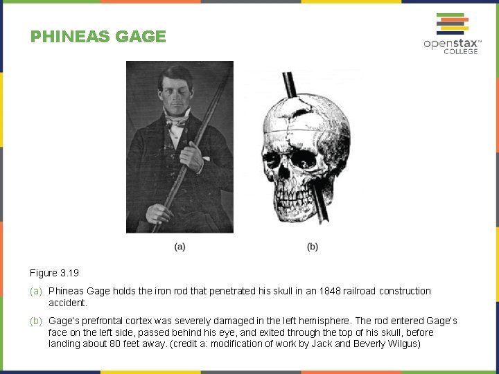 PHINEAS GAGE Figure 3. 19 (a) Phineas Gage holds the iron rod that penetrated