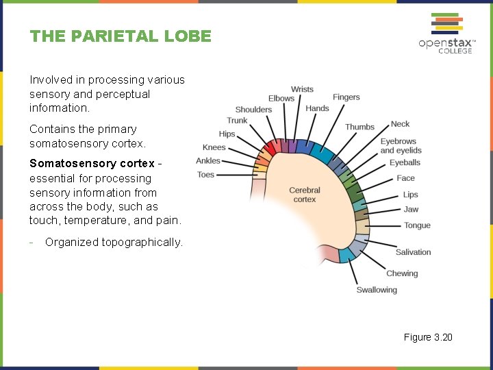 THE PARIETAL LOBE Involved in processing various sensory and perceptual information. Contains the primary