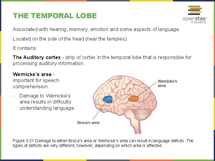 THE TEMPORAL LOBE Associated with hearing, memory, emotion and some aspects of language. Located