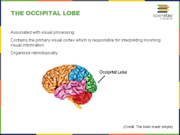 THE OCCIPITAL LOBE Associated with visual processing. Contains the primary visual cortex which is