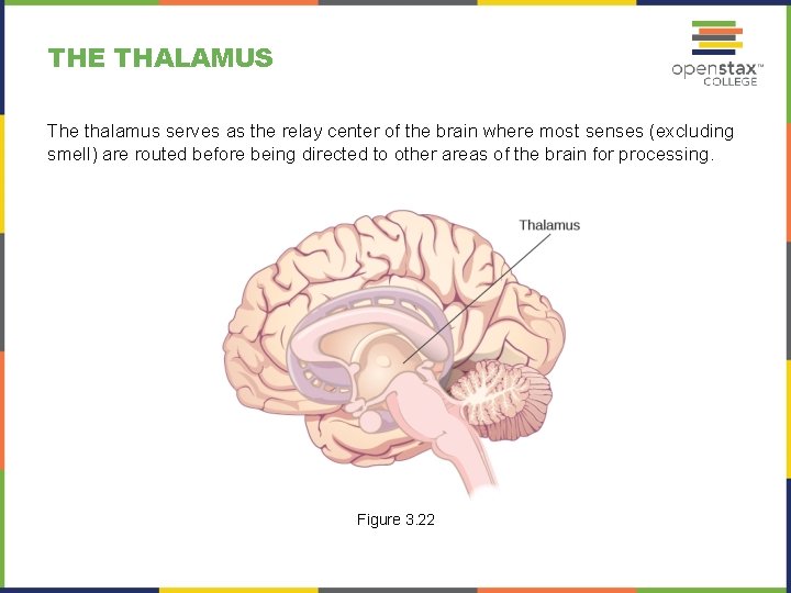 THE THALAMUS The thalamus serves as the relay center of the brain where most